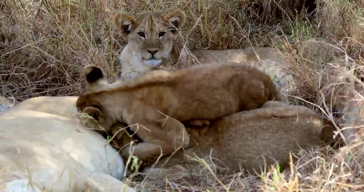 Encantos da Africa Amazing Tanzania Safari