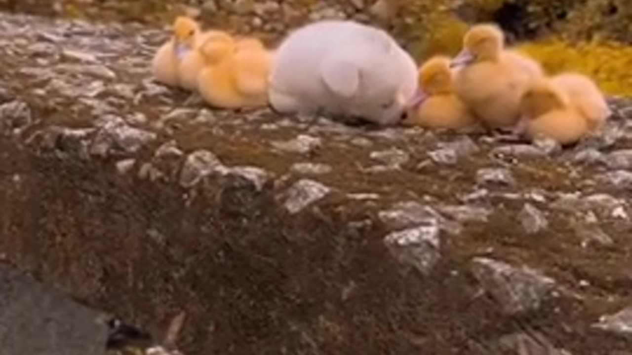 Duck protector 😊😊😍👍