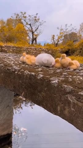 Duck protector 😊😊😍👍