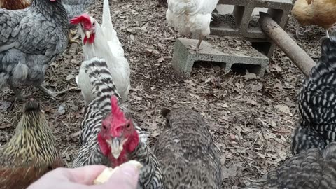 Bauducco Peanut Butter Wafers! Hens like the flavor of peanuts. Hit or miss?