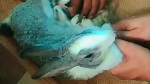 Cute Rabbit Drink Mother Milk, Amazing Video, Cute rabbit🐇🐇