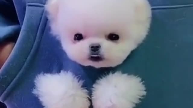 Funny cute dog 🐶 video walk