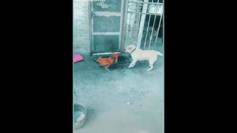 Dog vs Chicken - Cat vs Chicken