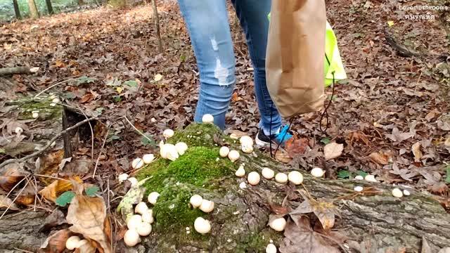 Lycoperdon pyriforme, Pear-shaped puffball