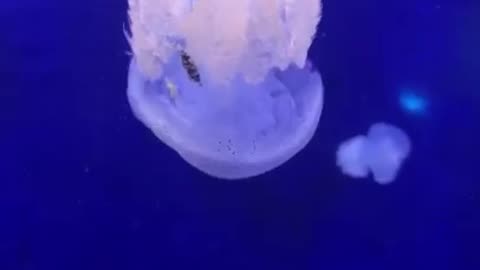 jellyfish