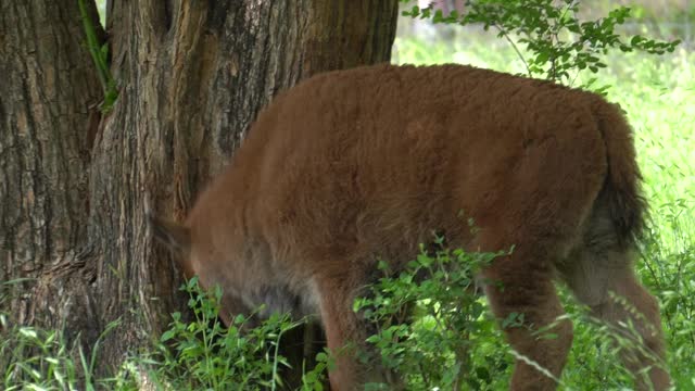 Bison Sounds