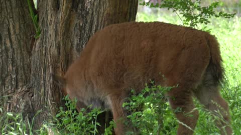 Bison Sounds