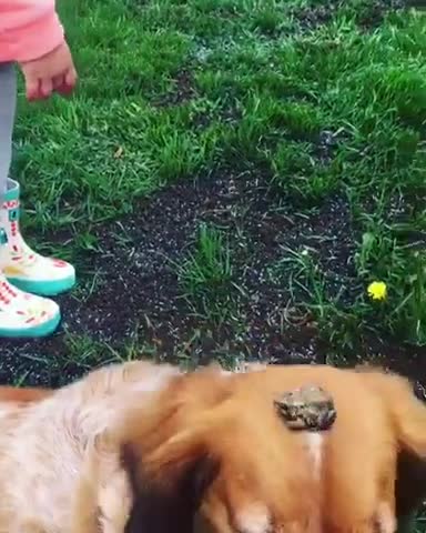 Valiente sapo decide relajarse sobre la cabeza de un paciente perro