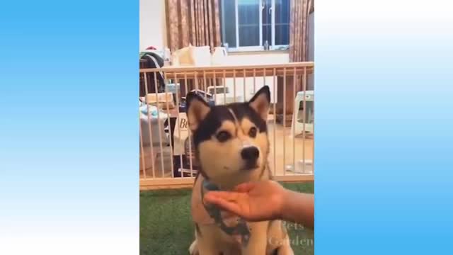 Cute pets and funny animals - Compilation #3