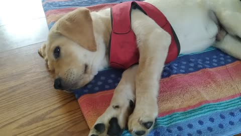 Service dog puppy tired after playing