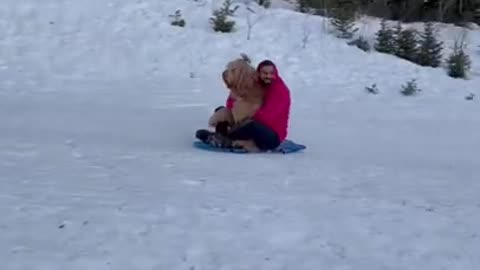 Dog goes for sleigh ride! #shorts #dogdad #goldendoodle