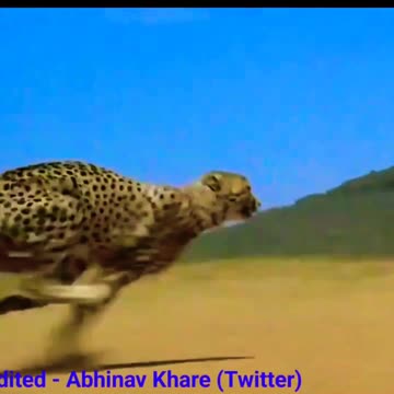 Which animal runs the fastest in the world? ******