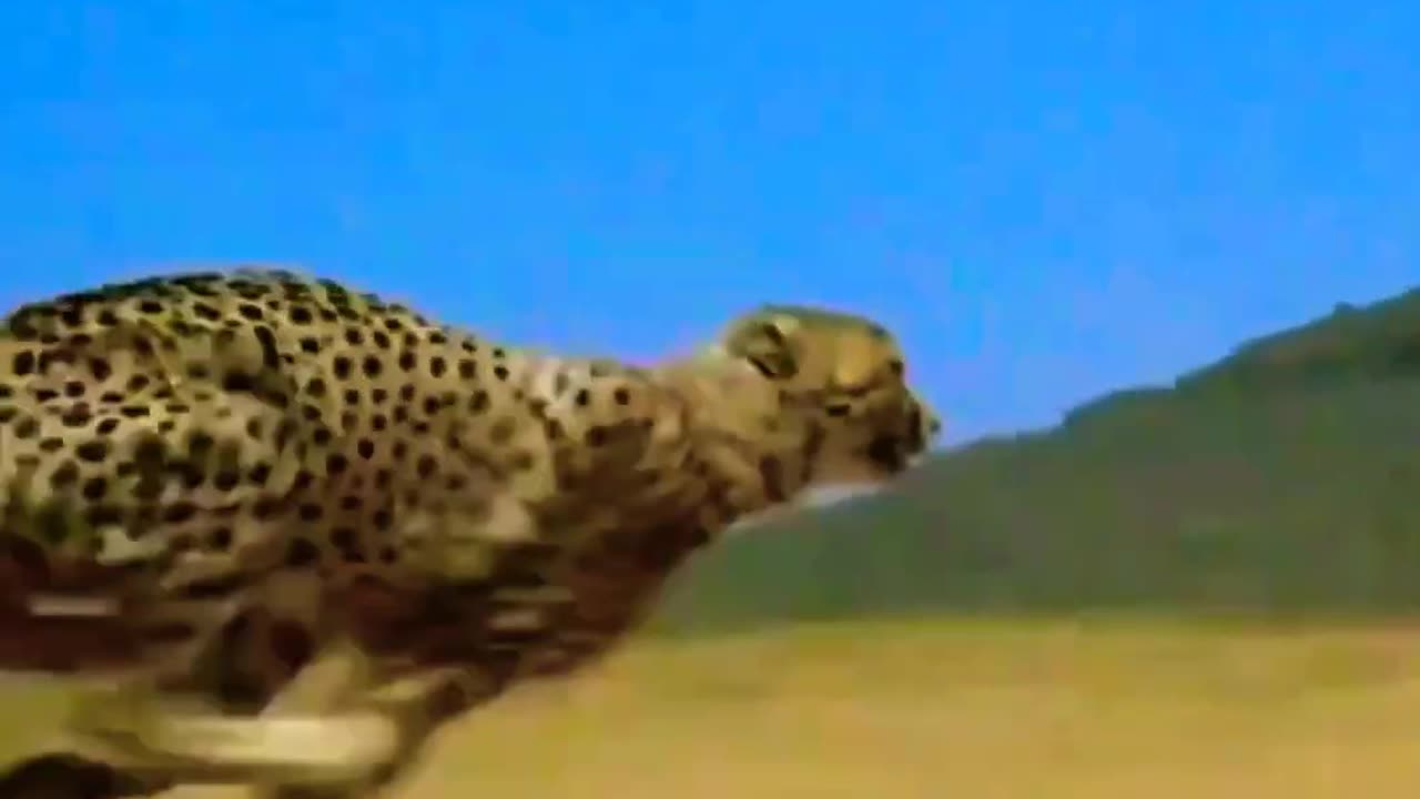 Which animal runs the fastest in the world? ******