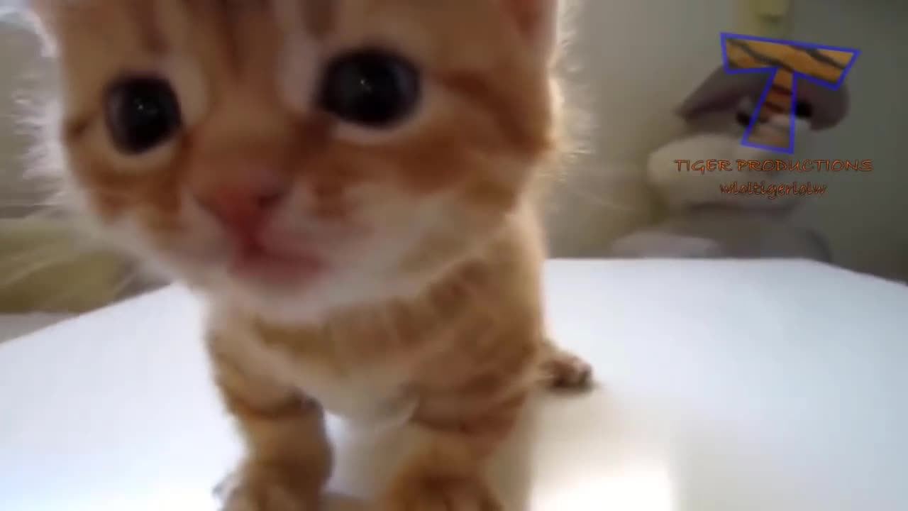 funny cute meowing cats