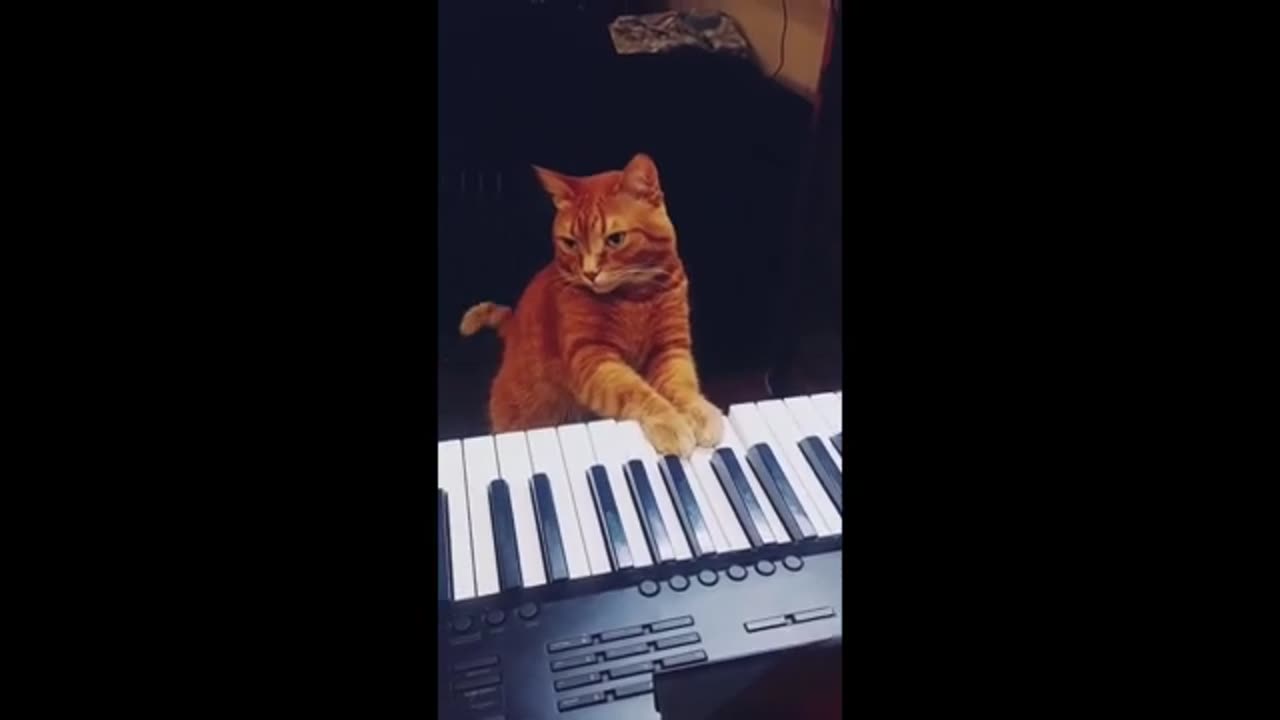 The Hilarious World of Cats: FunnyCats Motel - Cat Compilation 2020