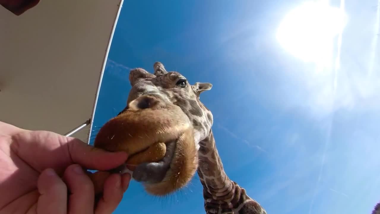 Close up giraffe eating treat