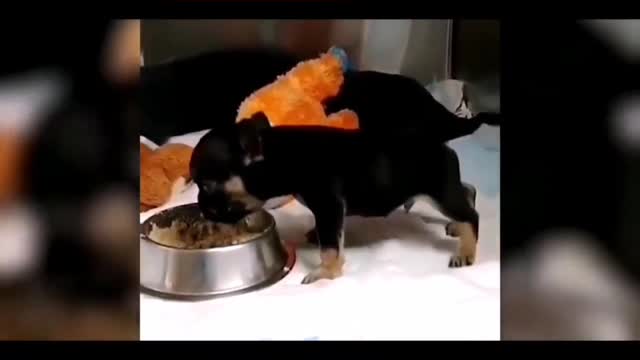 funny animal videos 2022 😂 - best dogs and cats videos 😺😍 #21 - animal network animal network