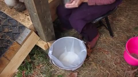 How to milk a cow