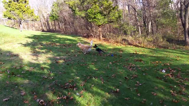 German Shepherd Puppy Chasing Golden Retriever Dog Trying to Steal His Stick