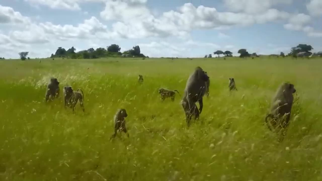 A Tree Branch Is The Only Escape For Baboons