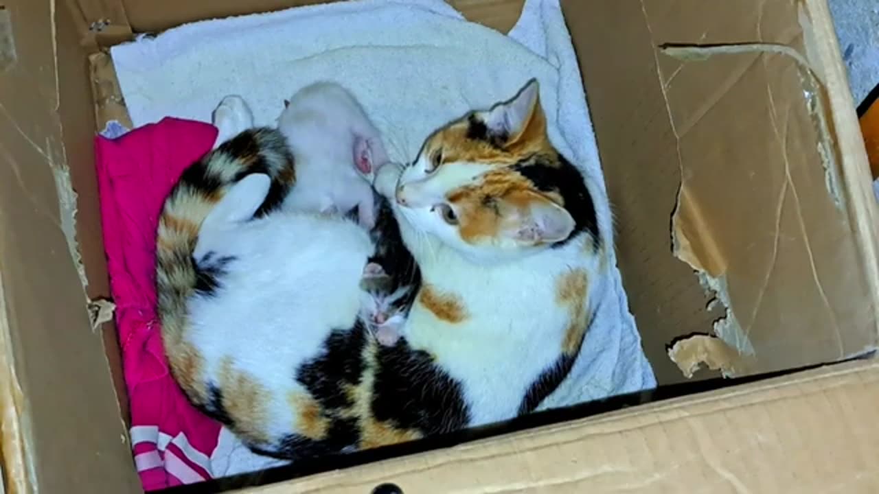 A mother cat nurses and caresses her baby kittens. Beautiful and cute baby kittens