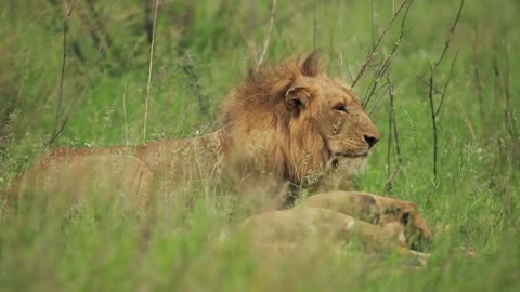 Male lion video