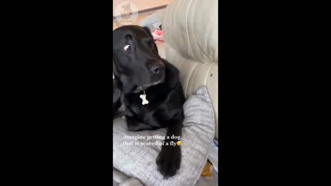Funny Dog Video | dog Scared of fly
