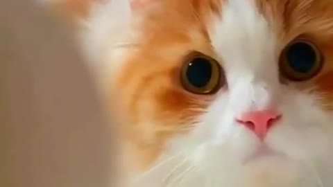 Cute cat fun / cat video
