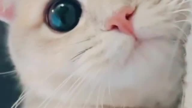 cute cat