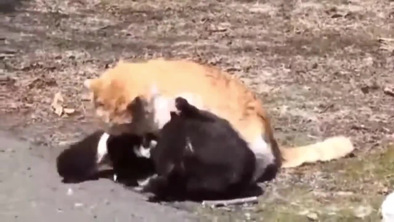 cat playing until death