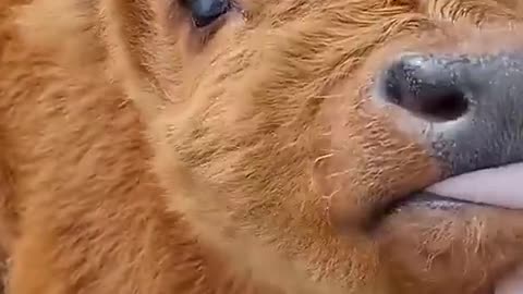 Funny animal video 😝😝