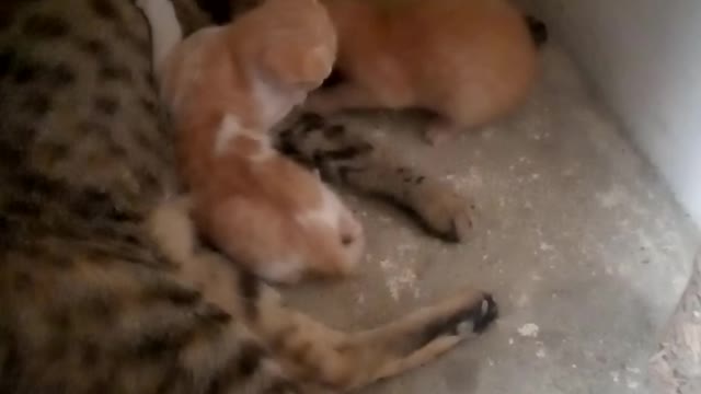 Cat and cat's babies