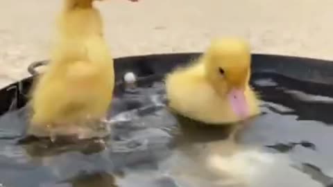 Cute Duckling - Funniest Baby Ducks Videos Compilation