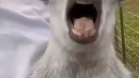 Animals funny video