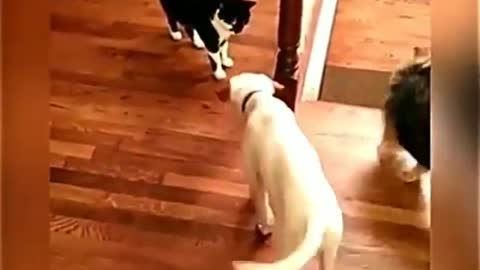 Funny Cat and Dog