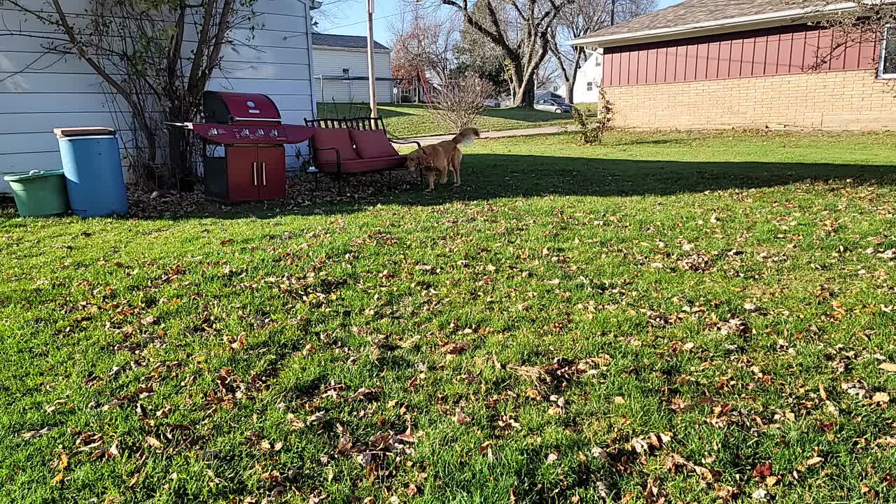 Golden Retriever Playing