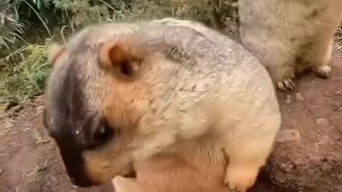 Funny animal video