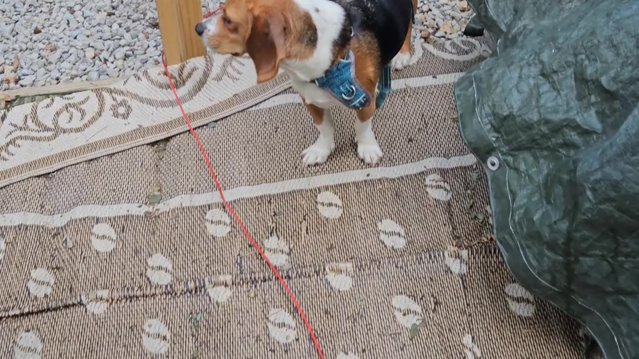 Prince George The Reagle Beagle & Family