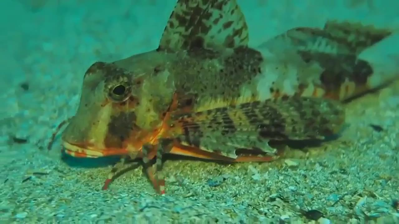 🔥 The Sea Robin, a fish with "legs"