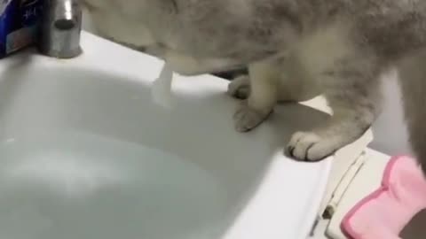 cat likes to play with water