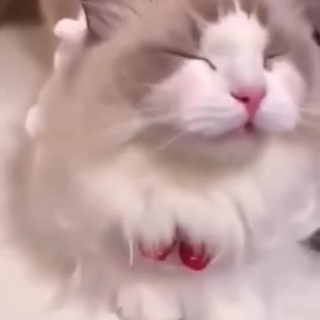 the funniest cat memes