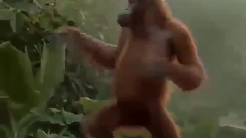 Barboon dance