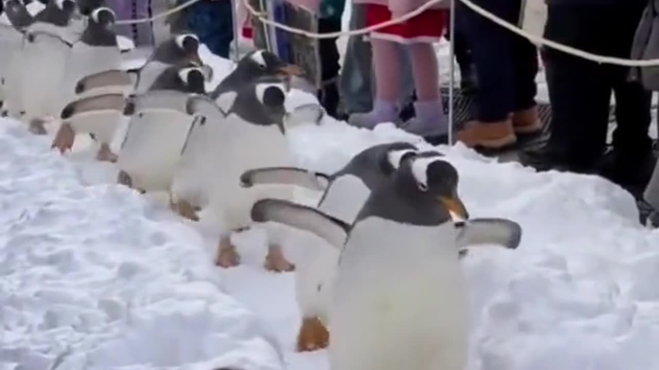 Penguin Squad