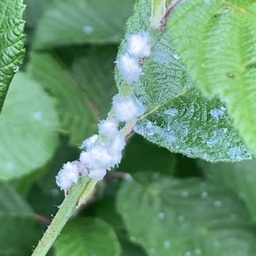 What the actual frig?!!