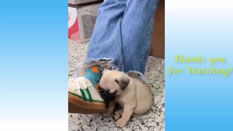 Cute Pets And Funny Animals Compilation