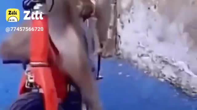 Cute monkey 🐒 video