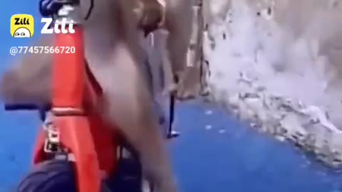 Cute monkey 🐒 video