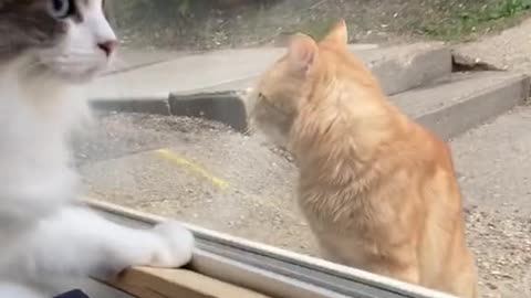 Cat attacked the window