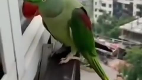 bird singing happy 😂😂😂