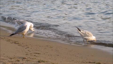 Seagulls on Beach